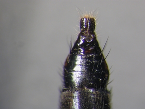 Rhadiurgus variabilis - Ovipositor - dorsal