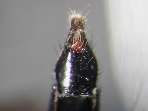 Rhadiurgus variabilis - Ovipositor - ventral