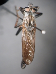 Rhadiurgus variabilis - dorsal