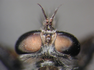 Rhadiurgus variabilis - head - dorsal