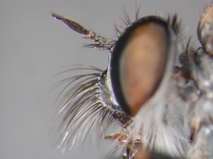 Rhadiurgus variabilis - head - lateral