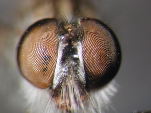 Rhadiurgus variabilis - head - frontal