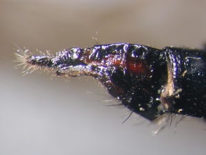 Stilpnogaster aemula - Ovipositor - lateral