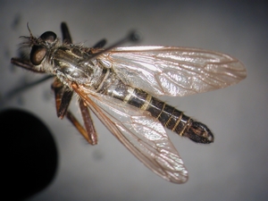 Stilpnogaster aemula - dorsal