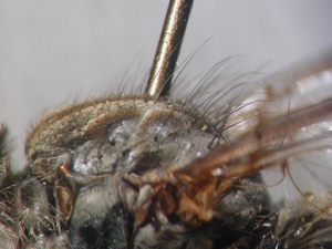 Stilpnogaster aemula - Thorax - lateral