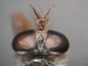 Stilpnogaster aemula - head - dorsal