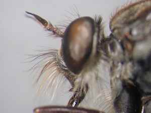 Stilpnogaster aemula - head - lateral