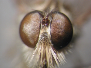 Stilpnogaster aemula - head - frontal