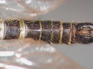 Stilpnogaster aemula - Abdomen - dorsal