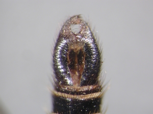 Stilpnogaster aemula - Hypopygium - dorsal