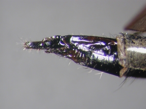 Tolmerus atricapillus - Ovipositor - lateral