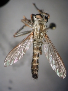 Tolmerus atricapillus - dorsal