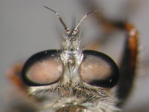 Tolmerus atricapillus - head - dorsal