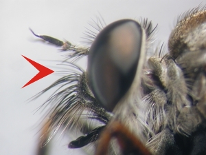 Tolmerus atricapillus - head - lateral