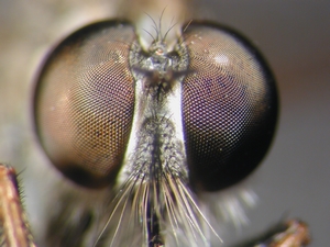 Tolmerus atricapillus - head - frontal