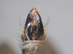 Tolmerus atricapillus - Hypopygium - dorsal