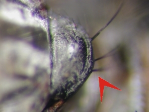 Abb. 10: Tolmerus atripes: Scutellum