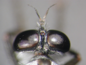 Tolmerus atripes - head - dorsal