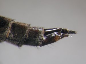 Tolmerus atripes - Ovipositor - lateral