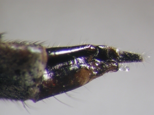 Tolmerus atripes - Ovipositor - lateral