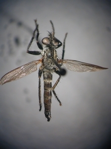 Tolmerus atripes - dorsal