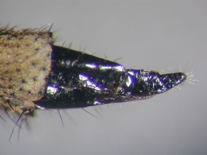 Tolmerus cingulatus - Ovipositor - lateral