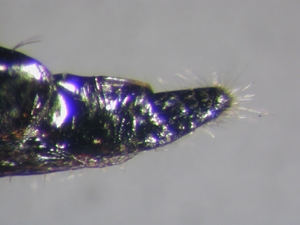 Tolmerus cingulatus - Ovipositor - lateral