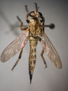 Tolmerus cingulatus - dorsal