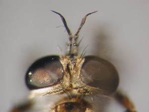 Tolmerus cingulatus - head - dorsal