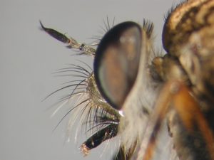 Tolmerus cingulatus - head - lateral