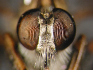 Tolmerus cingulatus - Kopf - frontal