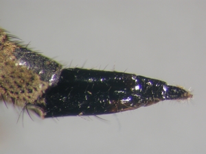 Tolmerus cingulatus - Ovipositor - lateral