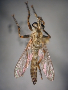 Tolmerus cingulatus - dorsal