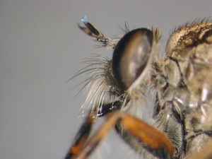 Tolmerus cingulatus - head - dorsal