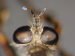 Tolmerus cingulatus - head - lateral