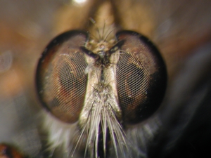 Tolmerus cingulatus - head - frontal