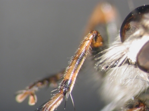 Tolmerus cingulatus - front leg