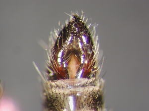 Tolmerus cingulatus - Hypopygium - dorsal