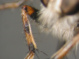 Tolmerus cingulatus - front leg - anterior