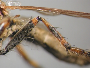 Tolmerus cingulatus - Hind leg - anterior