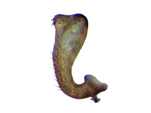 Fig. 34: Tolmerus cingulatus: Gonostylus