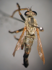 Tolmerus cowini - dorsal