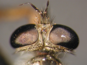 Tolmerus cowini - Kopf - dorsal