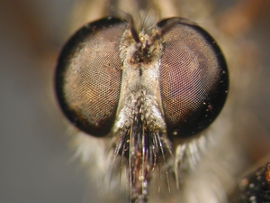 Tolmerus cowini - head - frontal