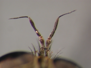 Tolmerus cowini - Antenne