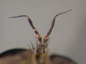 Tolmerus cowini - Antenna