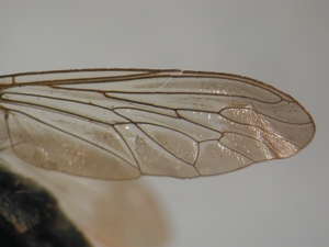 Tolmerus cowini - Flügel