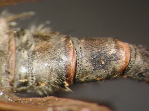 Tolmerus cowini - Abdomen - dorsal