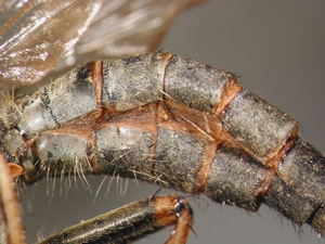 Tolmerus cowini - Hinterbein - Abdomen - lateral