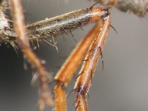 Tolmerus cowini - Hind leg - anterior